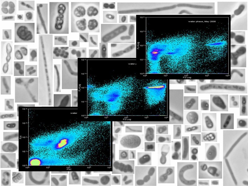 Mikroskopaufnahme Flow-Cytometrie